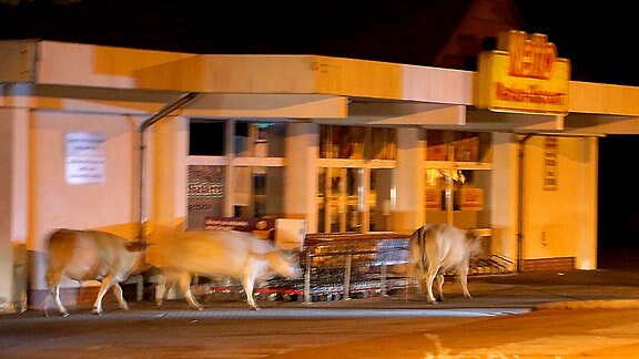 Drei Kühe laufen über einen Parkplatz vor einem Supermarkt