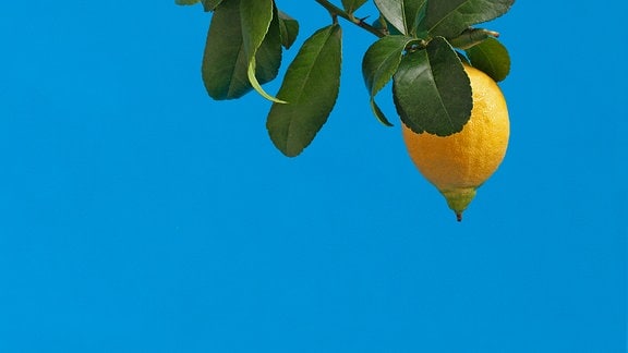 Zitronen vor blauem Hintergrund. Ein Werk von Julius Brauckmann unter dem Titel Lemon, 5:21 p.m. (Fruit Selfie Series), 2020, zu sehen in der KI-Kunstausstellung "Welt anschauen" in Chemnitz. 