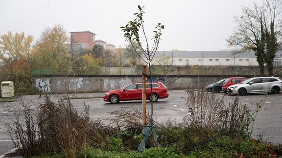 Ein Apfelbaum wächst mitten auf einem Parkplatz im Plattenbaugebiet Heckert in Chemnitz. 