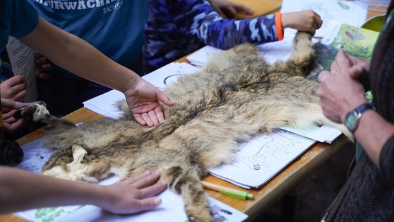 Ein Tierfell liegt auf einem Tisch. Kinderhände streicheln darüber.