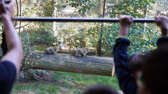 Hinter einer Glasscheibe sitzen zwei Wildkatzen auf einem Baumstamm.