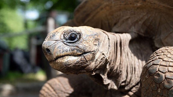Eine Aldabra-Riesenschildkröte steht auf ihrem Weg vom Winterquartier in eine Außenanlage im Zoo. 