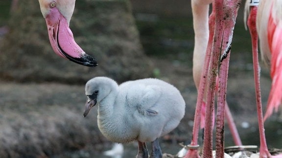 Ein graues Flamingo-Küken steht vor dem Schnabel eines ausgewachsenen Flamingos.