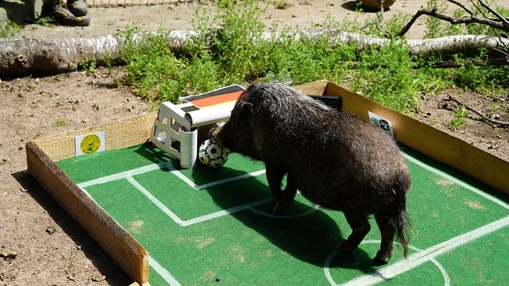 Ein Schwein auf einem kleinen Fußballfeld.