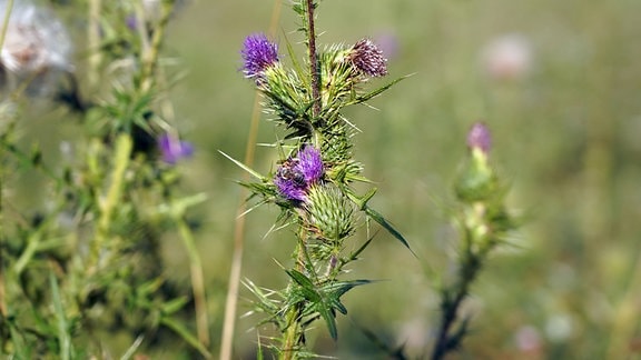 Blühende Distel auf einer Wiese