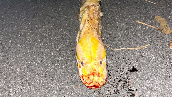 Ein toter Python mit blutendem Maul liegt auf der Ladefläche eines Anhängers.