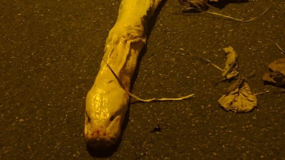 Ein toter Python mit Bissspuren liegt auf der Ladefläche eines Anhängers.