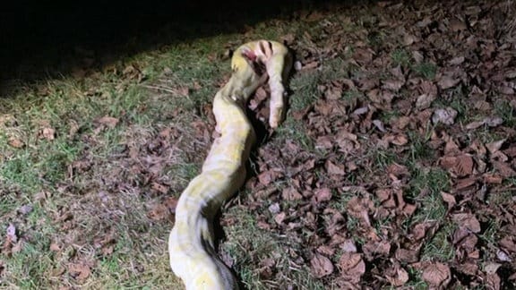 Auf einer Wiese liegt ein toter Python.