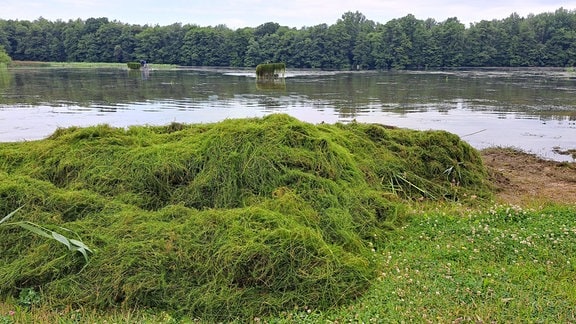 An einem idyllisch gelegenen Teich im Grünen liegen am Ufer haufenweise Schlingpflanzen und lange, grüne Pflanzenteile. die haben Bagger aus dem Gewässer geholt.