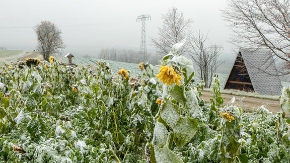 Schnee Zwönitz - Sonnenblume unter Schneeschicht