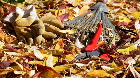Arbeitshandschuhe, Gartenschere und Laubharke liegen in buntem Herbstlaub auf dem Boden