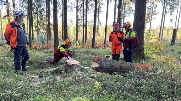 Männer neben einem gefällten Baum