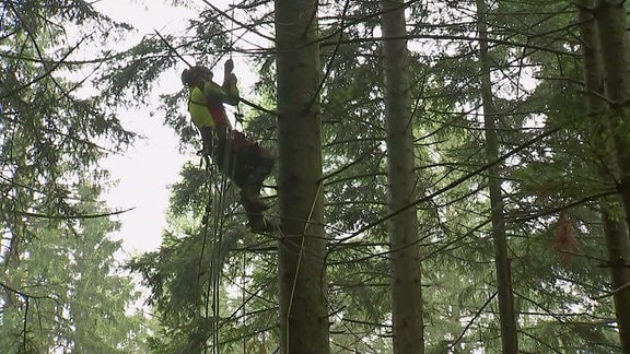 Ein Kletterer auf dem Weg in den Baumwipfel