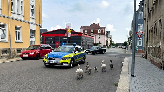 Schwäne auf einer Straße, dahinter sichert ein Polizeiauto ab.