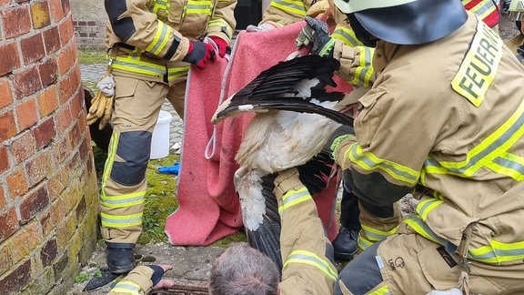 Ein Storch wird von Einsatzkräften der Feuerwehr gerettet.