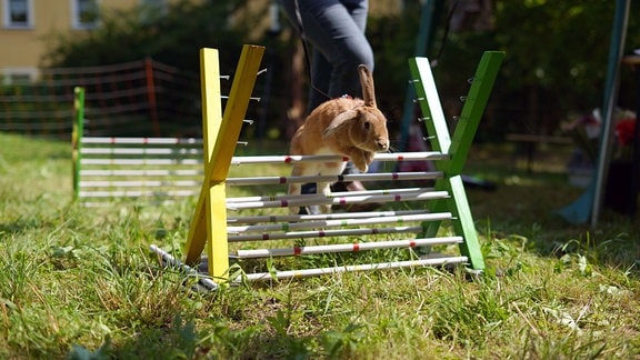 Ein braunes Kaninchen spring über eine Hürde.
