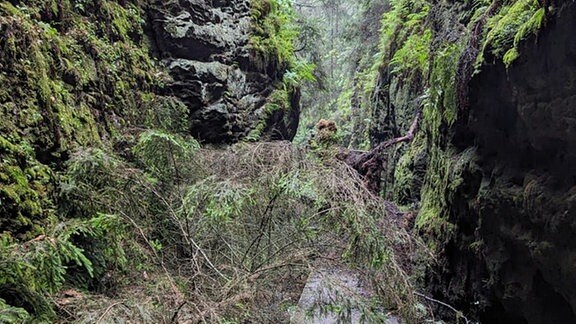 Eine Unwetterzelle hatte oberhalb der Schwedenlöcher Erdmassen von Felsköpfen rutschen lassen und auch einzelne Bäume entwurzelt.