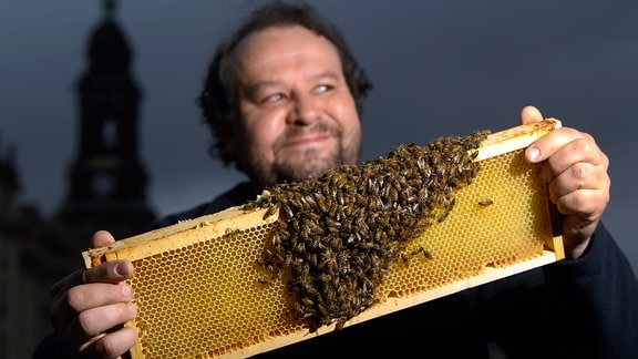Tino Lorz , Vorsitzender des Dresdner Imkervereins, hält auf dem Balkon des Kulturpalastes in Dresden eine Wabe mit Buckfast-Bienen in den Händen. 