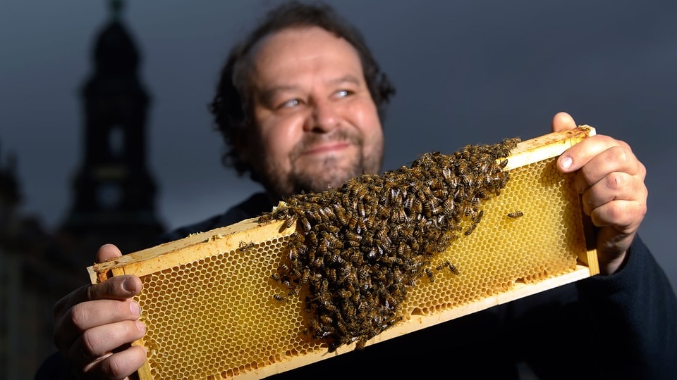 Imker bekämpfen mit Zuchtprogramm das Bienensterben in Sachsen MDR.DE