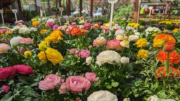 Viele Blumen in einem Blumenverkauf.