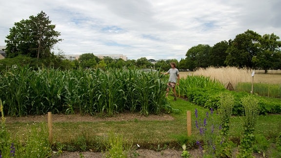 Ein Gärtner bewässert ein Maisfeld im Botanischen Garten von Dresden.