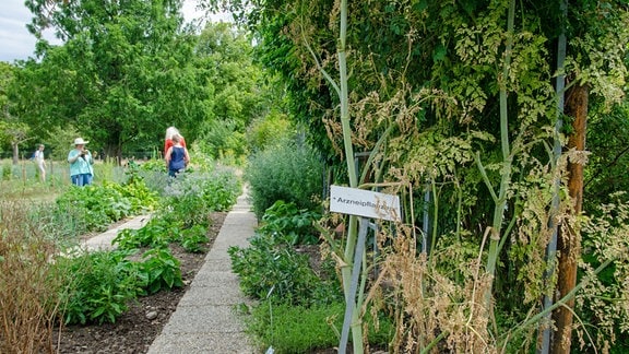 Der Nutzpflanzenbereich im Botanischen Garten von Dresden wachsen unter anderem Arzneipflanzen.