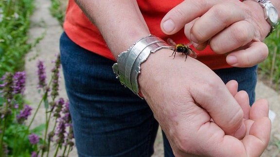 Eine Hummel sitzt auf einer Hand.