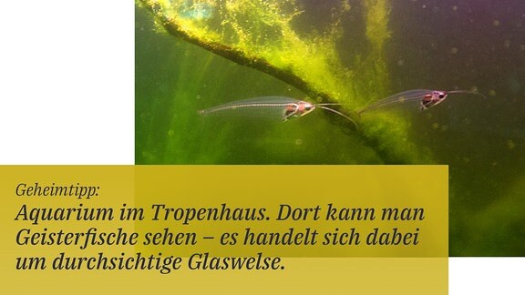 Zwei Glaswelse schwimmen in einem Aquarium.