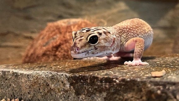 Leopardgecko