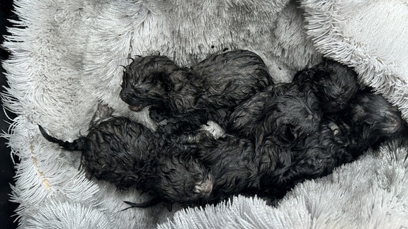 Fünf schwarze Katzenbabys in einem Korb.