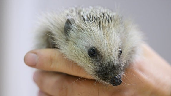 Ein junger Igel