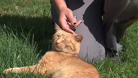 Eine rothaarige Katze liegt auf einer Wiese und wird von einer Hand gestreichelt