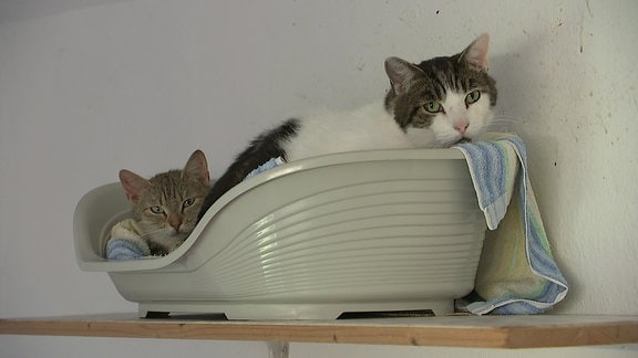 Im Katzenseniorenheim in Maxen liegen zwei Katzen gemeinsam in einem Körbchen