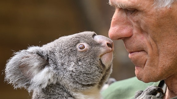 Olaf Lohnitz, Tierpfleger im Zoo Dresden, hält während eines Medientermins das Koala-Weibchen Sydney auf den Armen