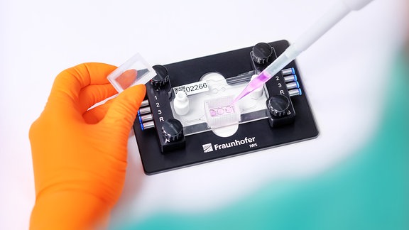 Auf ein etwa handflächengroßes Mini-Labor mit einem sogenannten Multi-Organ-Chip wird mit eine Pipette eine Testflüssigkeit getropft