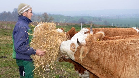 Ein junger Landwirt füttert braune Kühe mit Stroh 