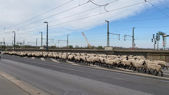 Eine Schafherde überquert eine vielspurige Straßenbrücke