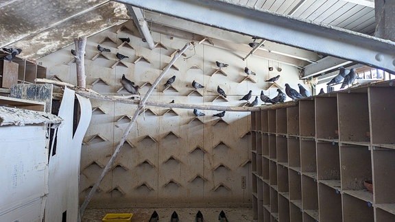 Viele Tauben sitzen in einem Taubenschlag. 
