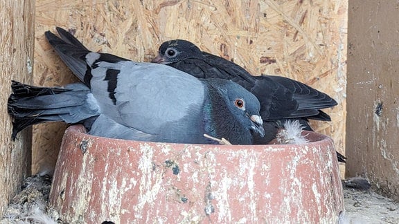 Eine Taube mit einem Jungtier in einem Nest. 