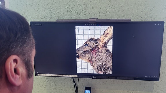 Ein Mann sieht sich auf dem Computer ein Foto von einem von Wilderern geschossenen Reh an.