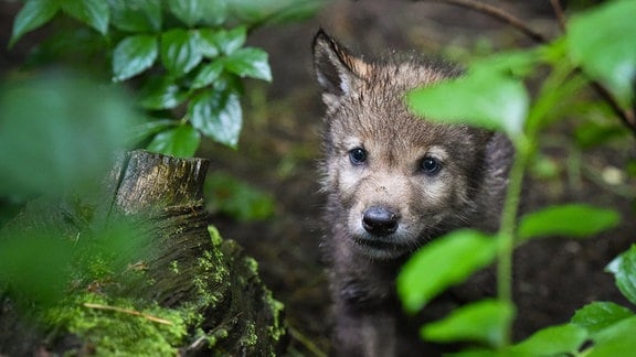 Ein Wolfswelpe schaut durch nasse Blätter.