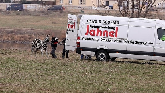 Mehrere Personen versuchen ein Zebra in einen Transporter zu führen.