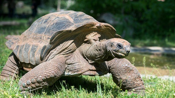 Nahaufnahe einer Riesenschildkröte