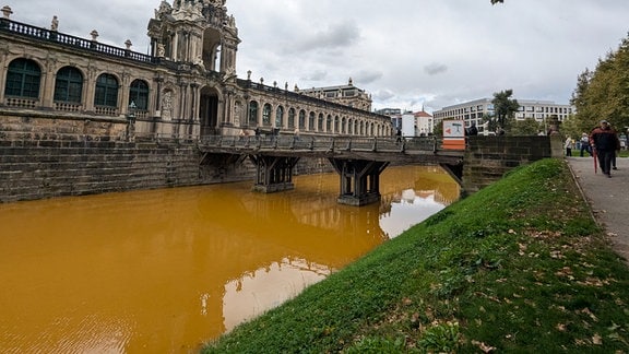 Wasser im Zwingerteich in Dresden ist gelb gefärbt. 