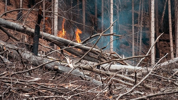 In einem Wald brennt ein Feuer. 