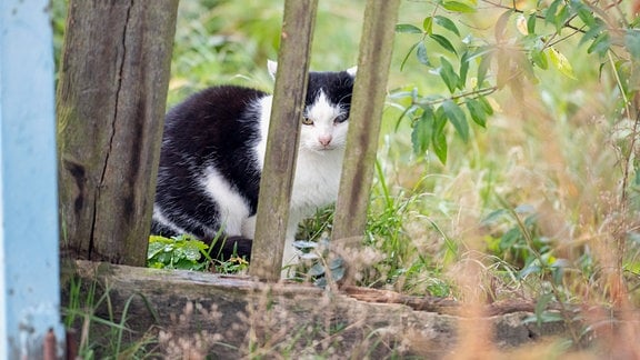 Wilde Katzen Bannewitz