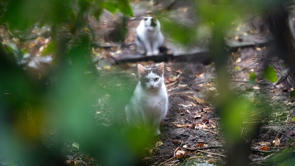 Wilde Katzen Bannewitz