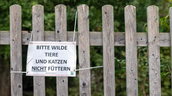 Wilde Katzen Bannewitz