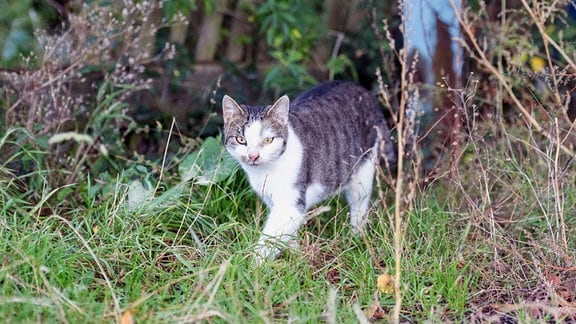 Wilde Katzen Bannewitz