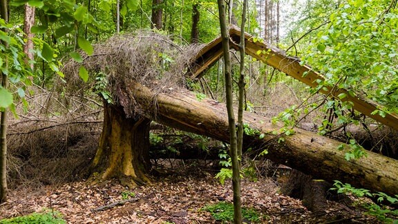 Tote Bäume im Schrammsteingebiet in der Sächsischen Schweiz 